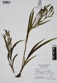 Sisyrinchium convolutum image